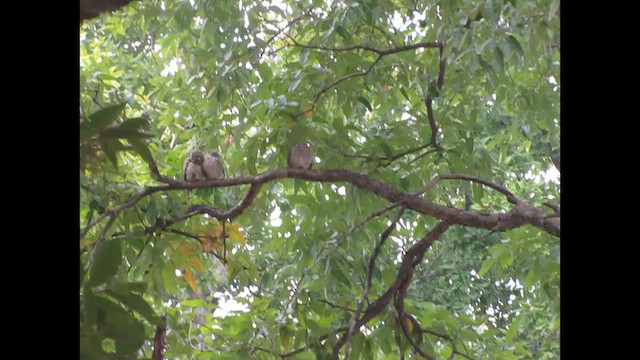 インドコキンメフクロウ - ML648915472