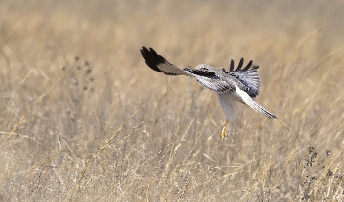 Northern Harrier - George Zimmer