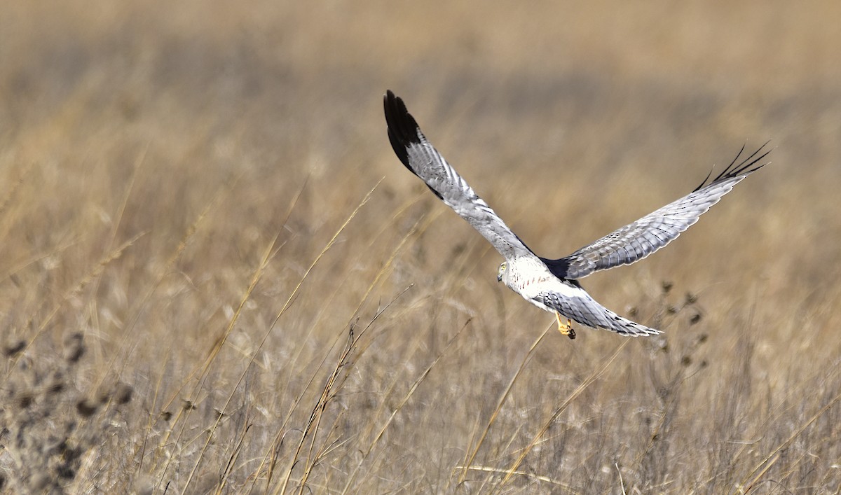 Northern Harrier - ML648915530