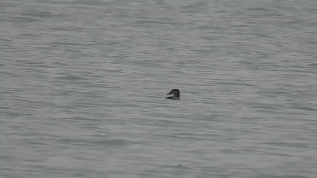 Gobbo della Giamaica - ML648915539