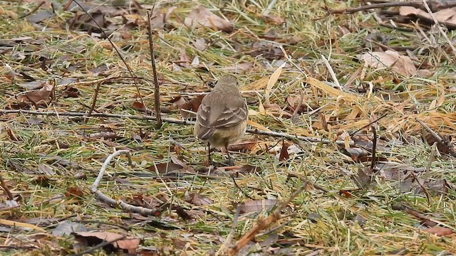 Spioncello del Pacifico - ML648915714