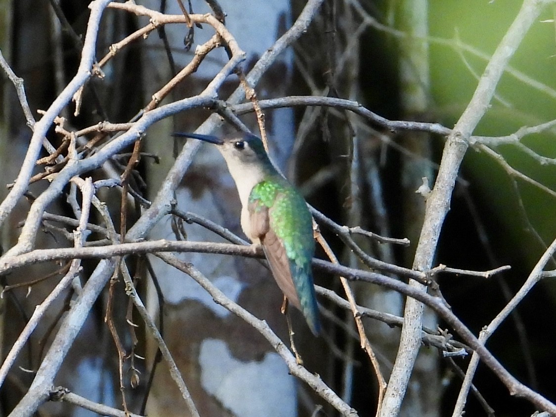 Wedge-tailed Sabrewing (Wedge-tailed) - ML648915729