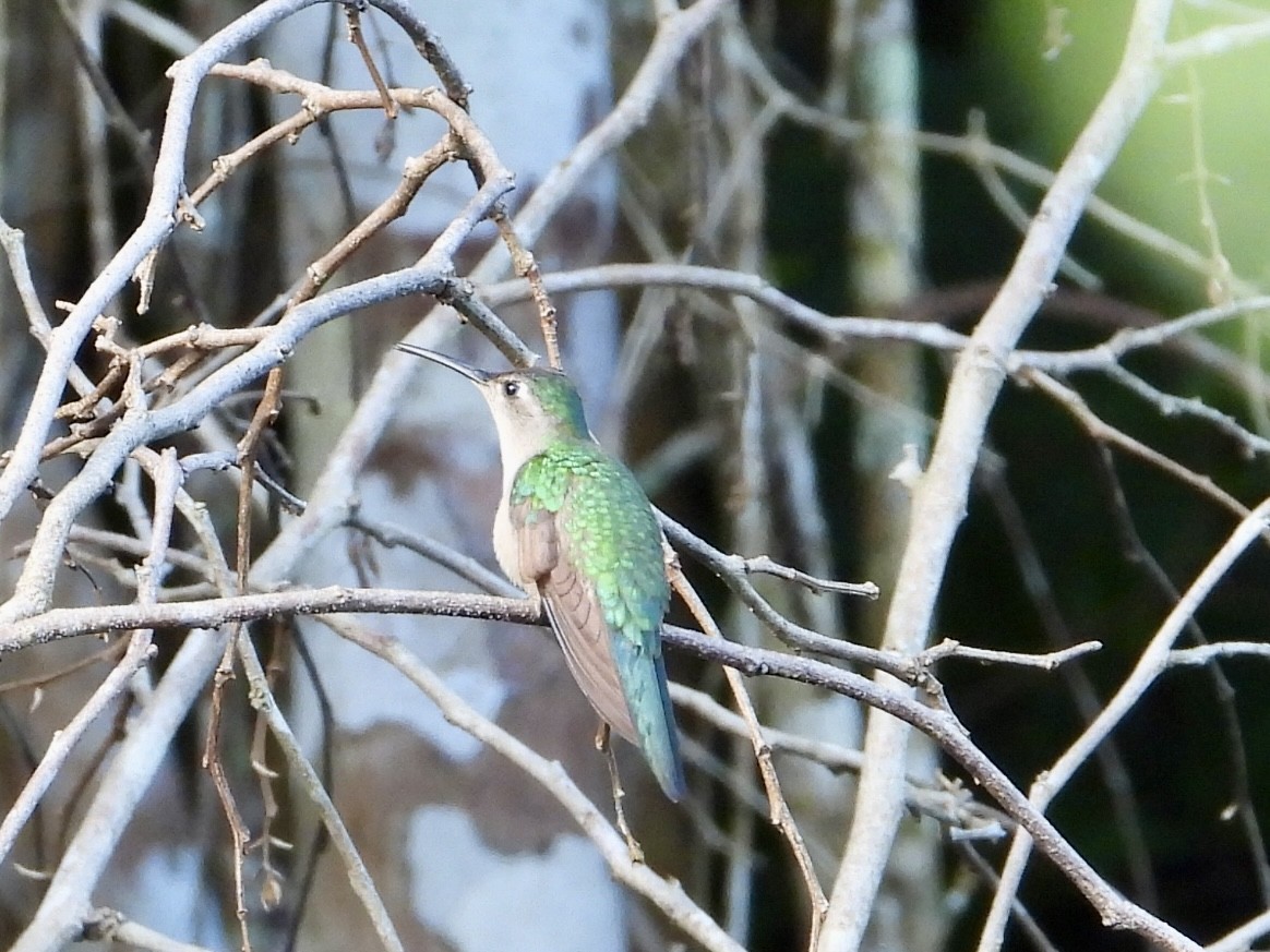 Wedge-tailed Sabrewing (Wedge-tailed) - ML648915730