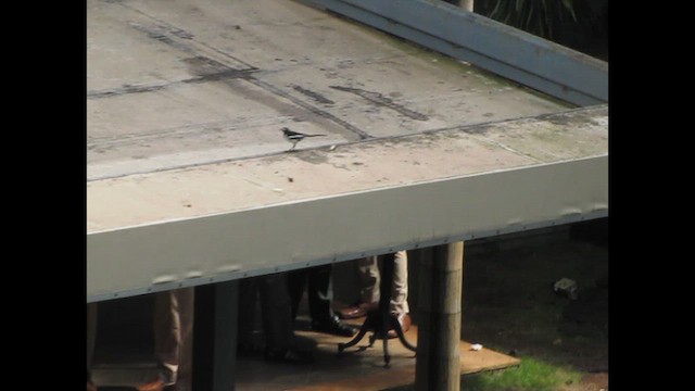 konipas indický - ML648915867