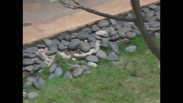 konipas indický - ML648915868