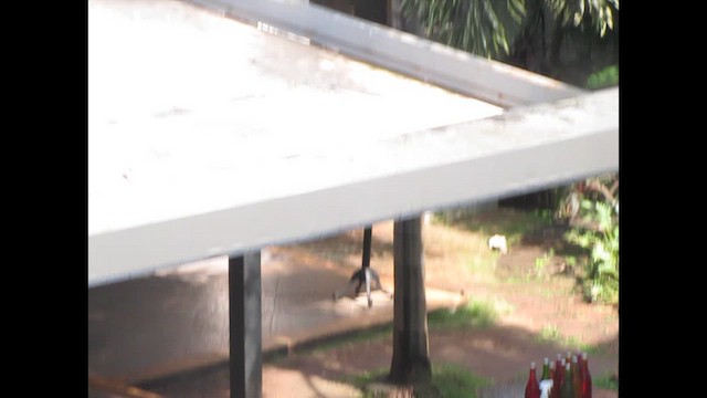 konipas indický - ML648915871