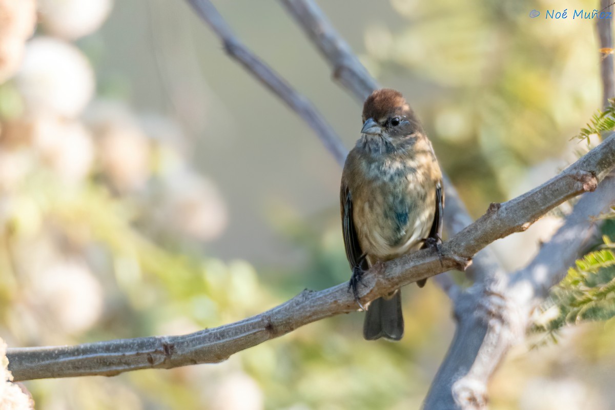Indigo Bunting - ML648915933
