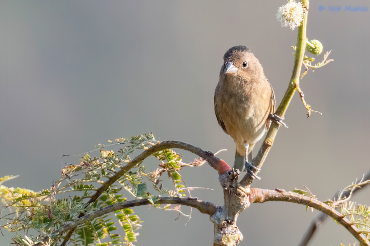 Indigo Bunting - ML648915934