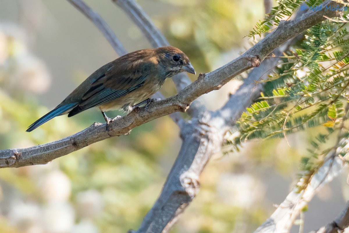 Indigo Bunting - ML648915935