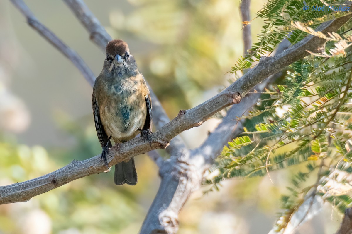 Indigo Bunting - ML648915936