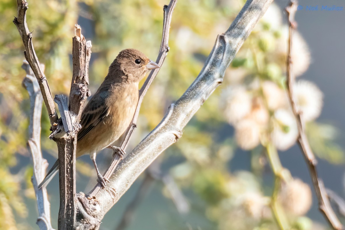 Indigo Bunting - ML648915937