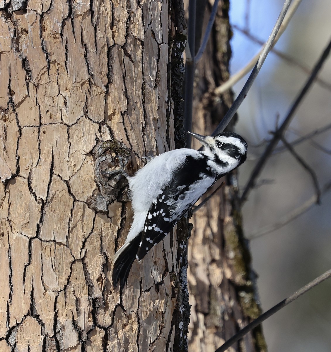 strakapoud americký - ML648916038