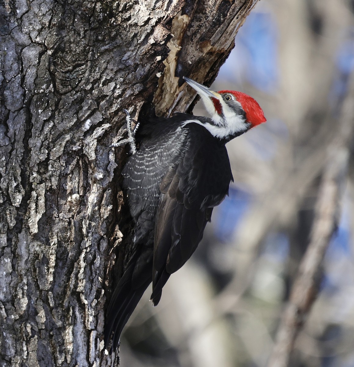 datel chocholatý - ML648916078