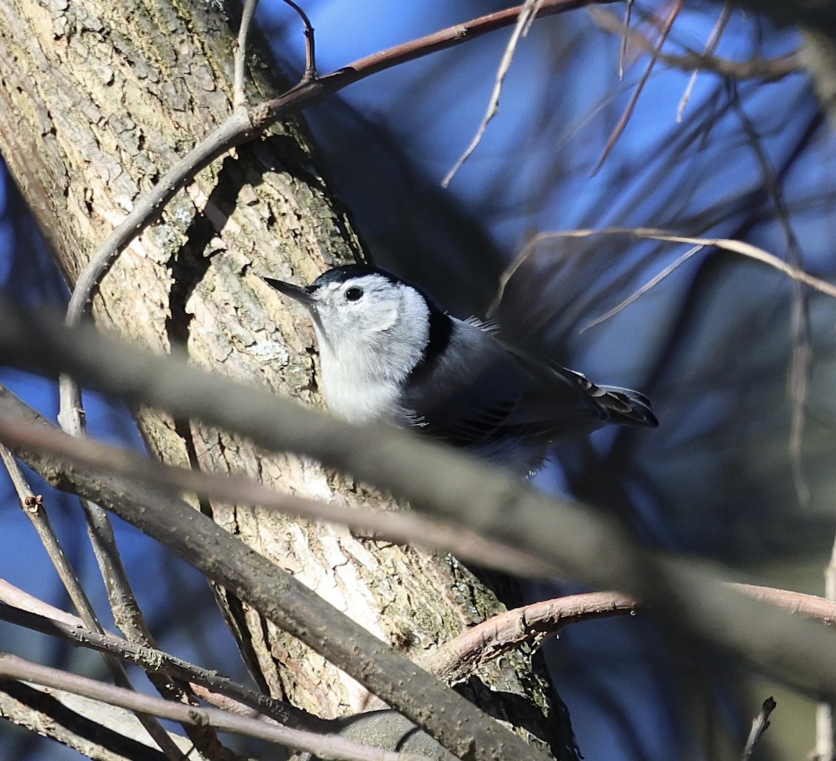 brhlík běloprsý - ML648916105