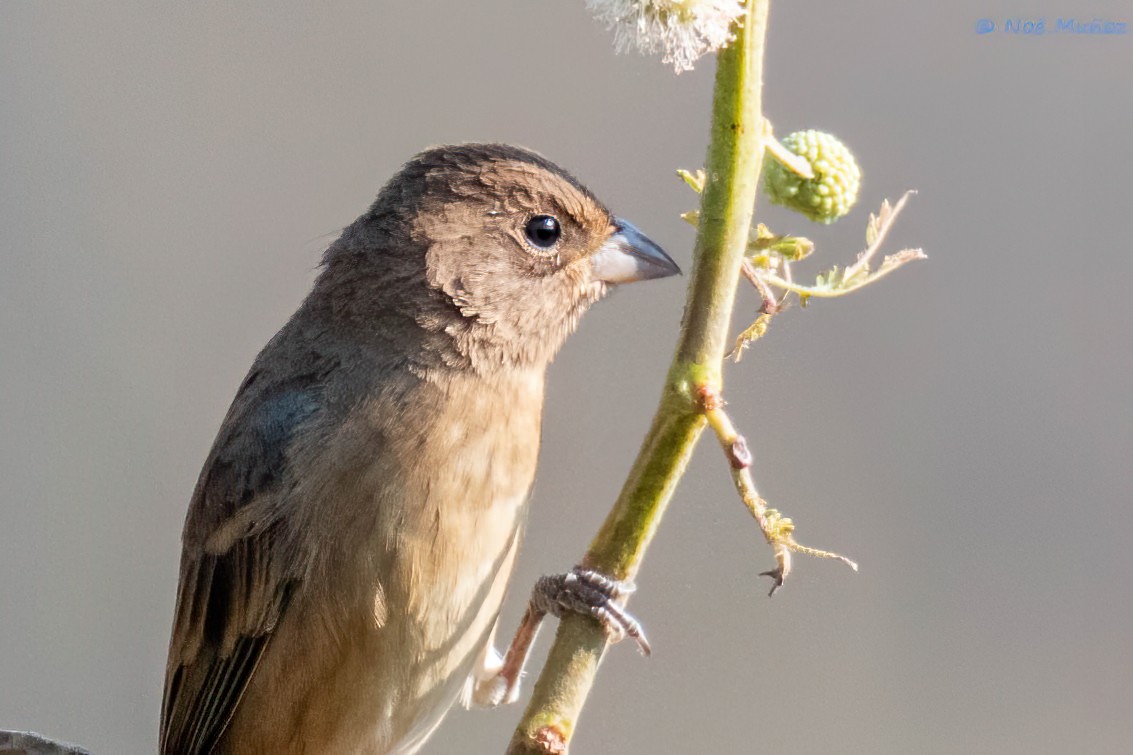 Indigo Bunting - ML648916134