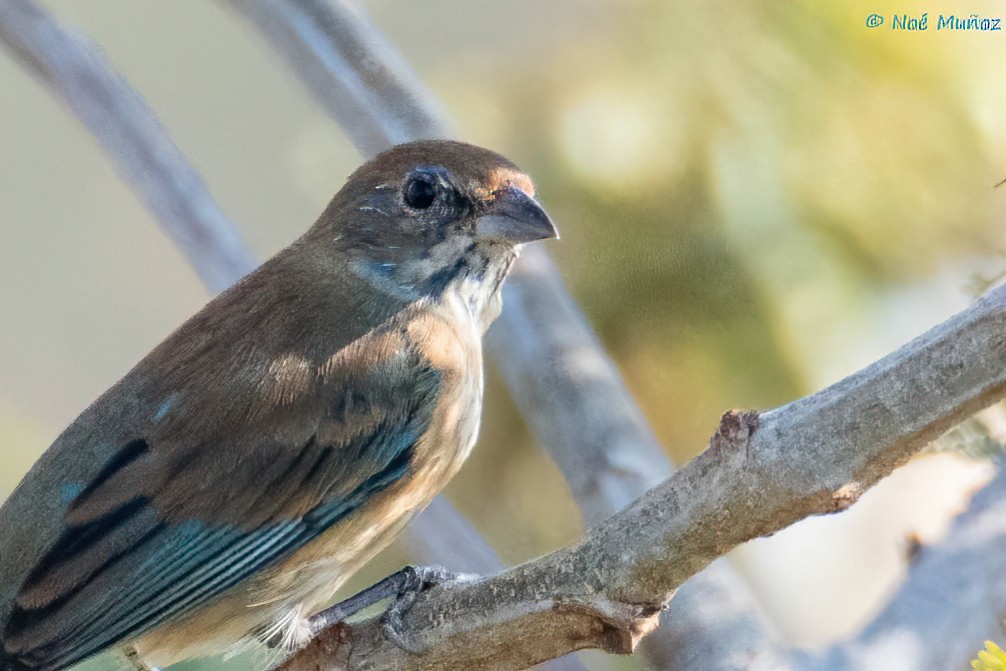 Indigo Bunting - ML648916135