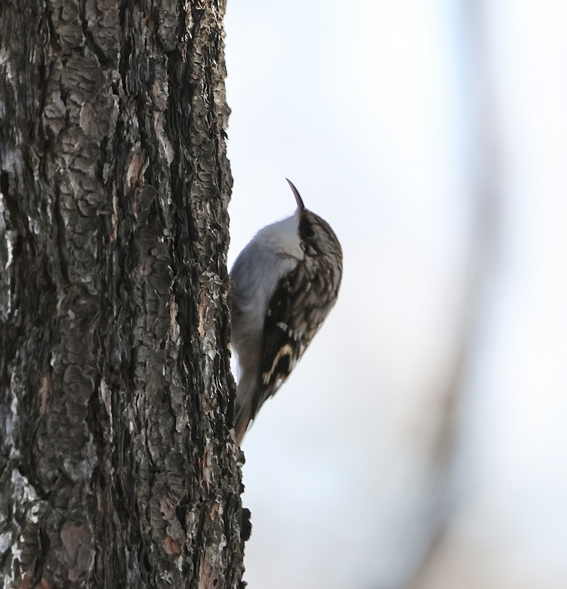 šoupálek americký - ML648916136