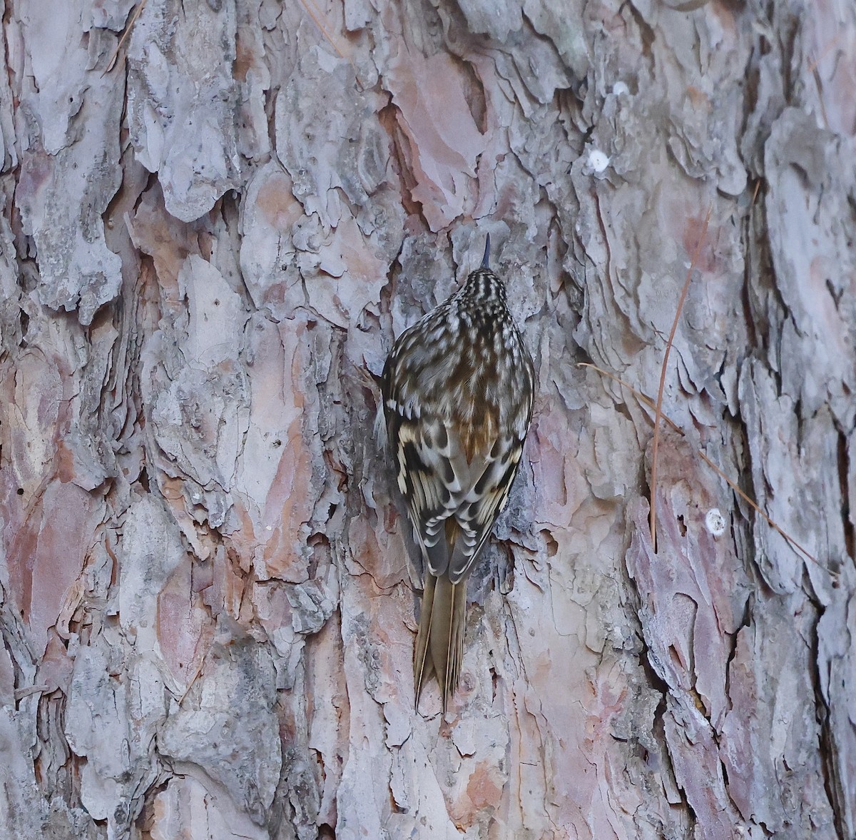 šoupálek americký - ML648916137