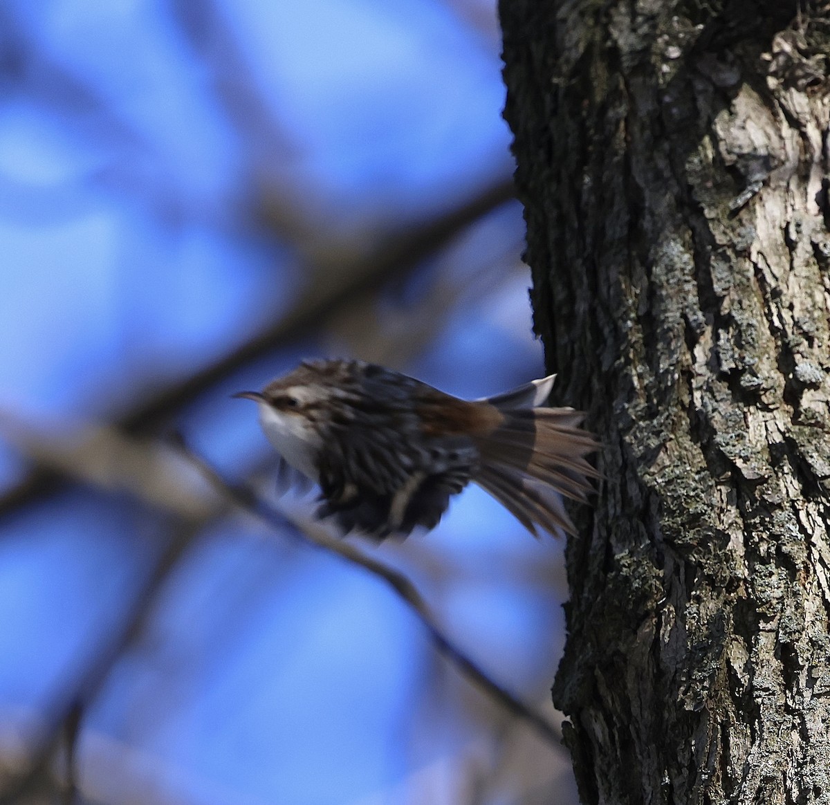 šoupálek americký - ML648916138