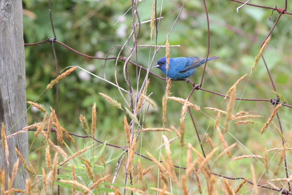 Indigo Bunting - ML648916389