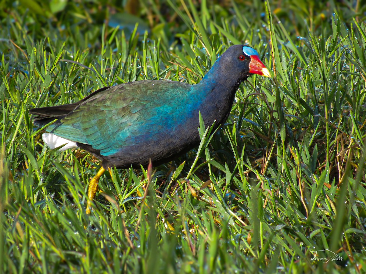 Purple Gallinule - ML648916460