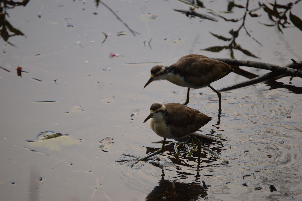 Northern Jacana - ML648916516