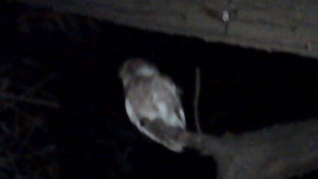 インドコキンメフクロウ - ML648916634