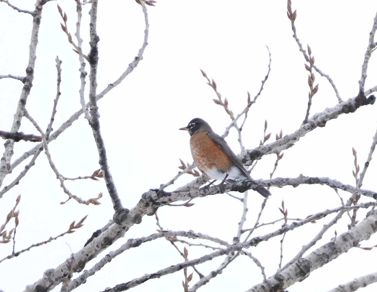 American Robin - ML648916659