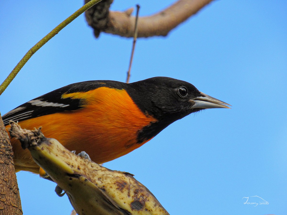 Baltimore Oriole - ML648916702