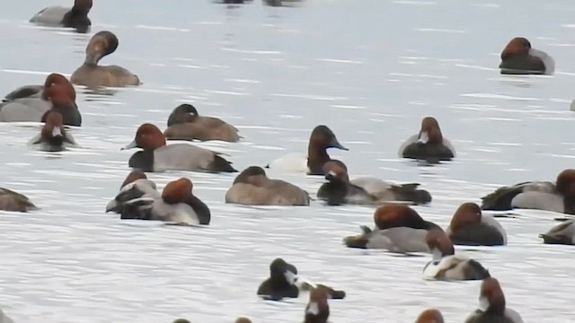 Canvasback - ML648916711