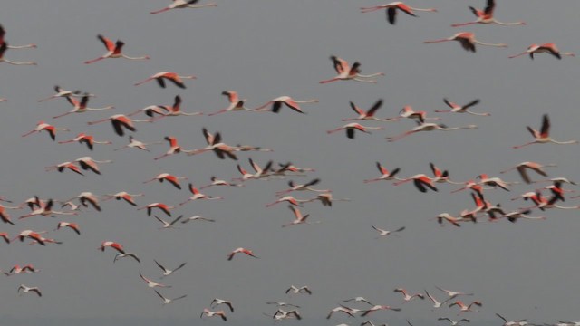 Greater Flamingo - ML648916817