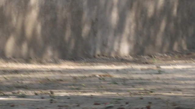 Common Hawk-Cuckoo - ML648917104