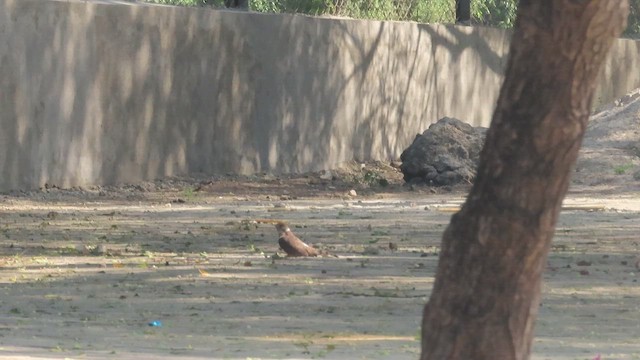 Common Hawk-Cuckoo - ML648917114