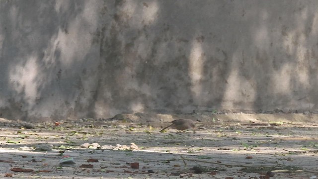 Common Hawk-Cuckoo - ML648917123