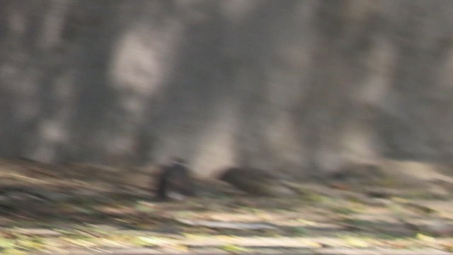 Common Hawk-Cuckoo - ML648917127