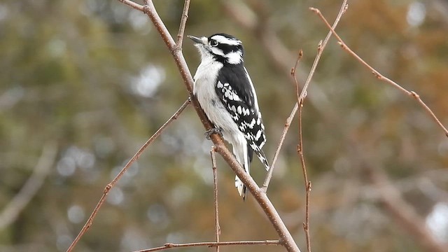 Downy Woodpecker - ML648917323
