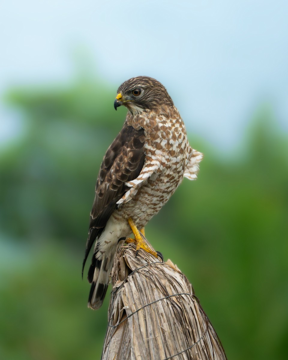 Busardo Aliancho - ML648917404