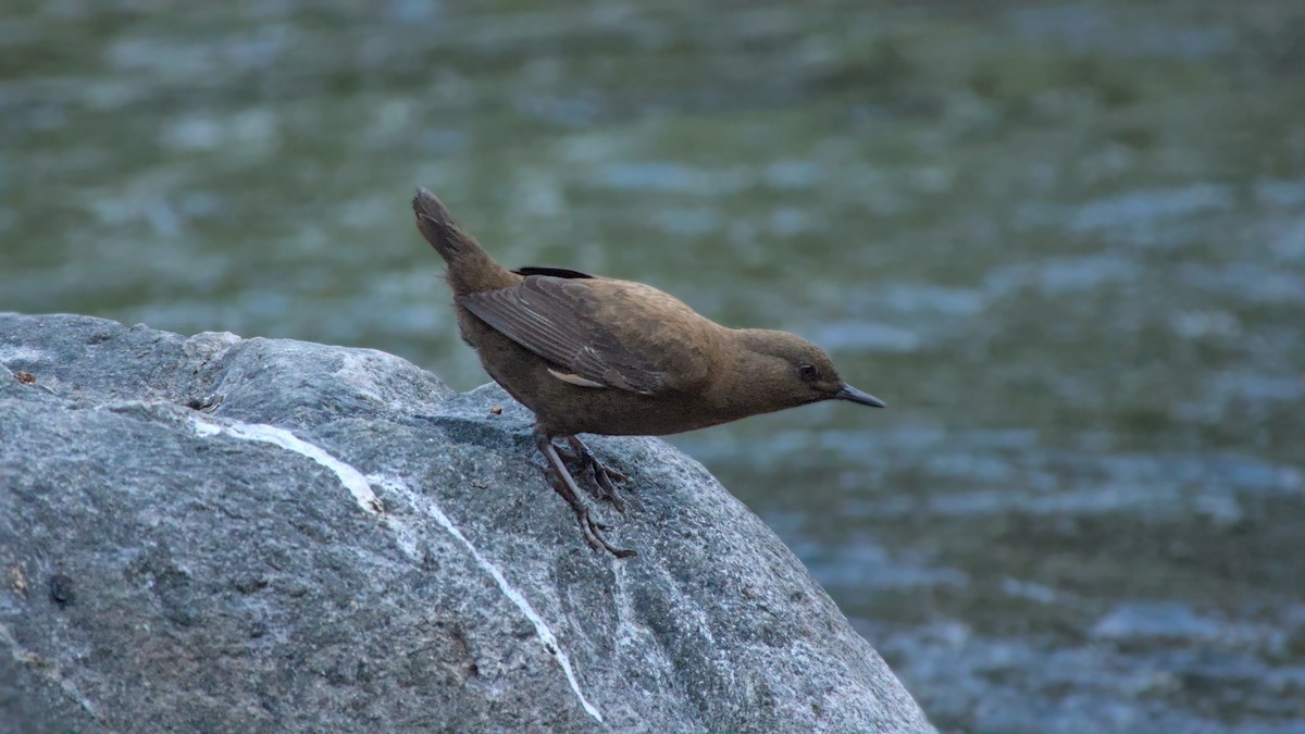 カワガラス - ML648917454