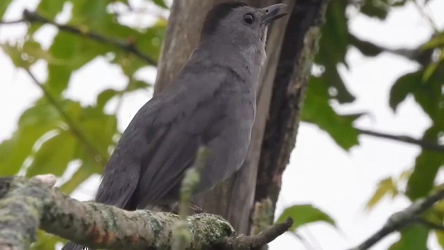 Moqueur chat - ML648917482