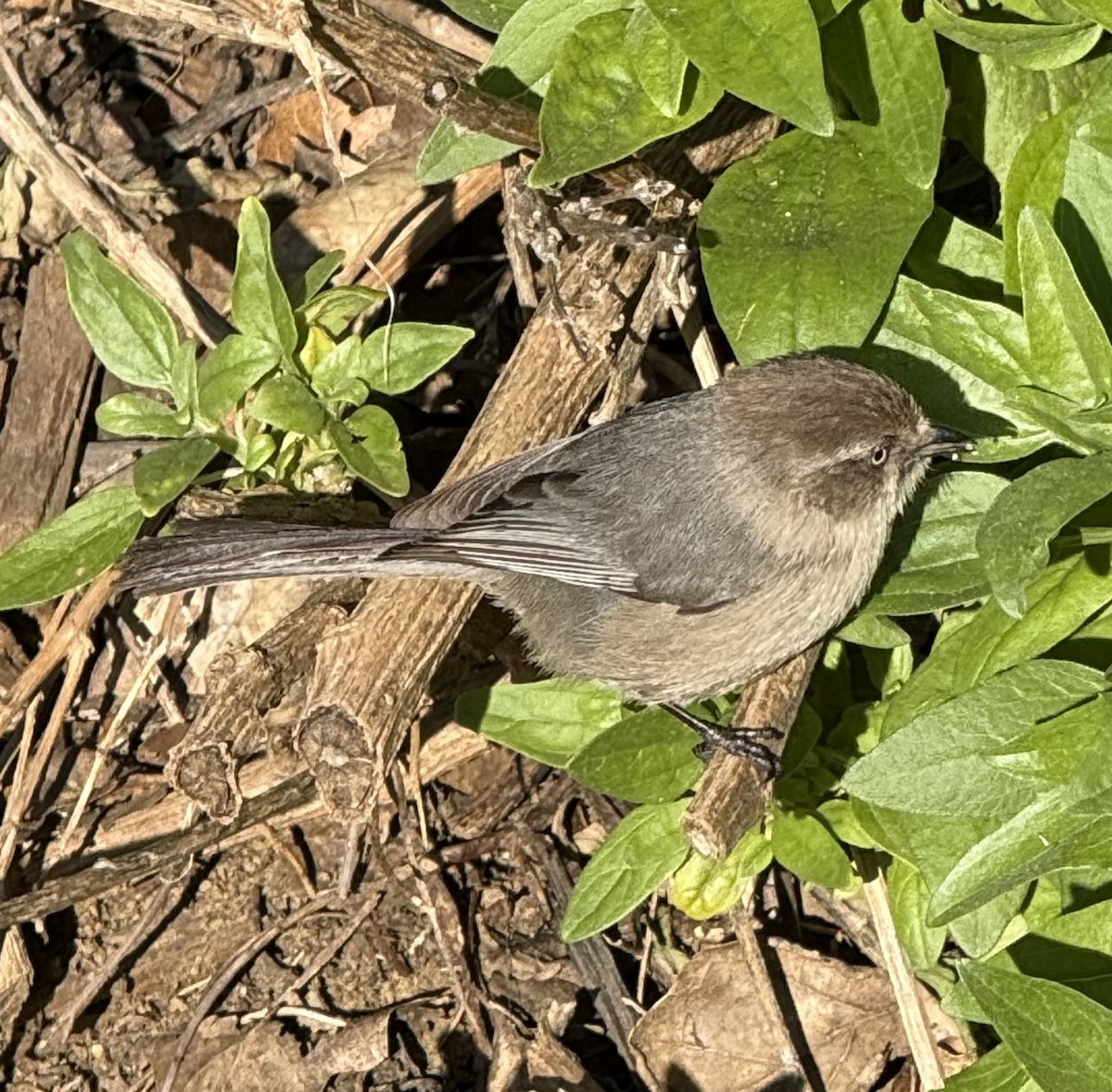 Bushtit (Pacific) - Kelly Krechmer