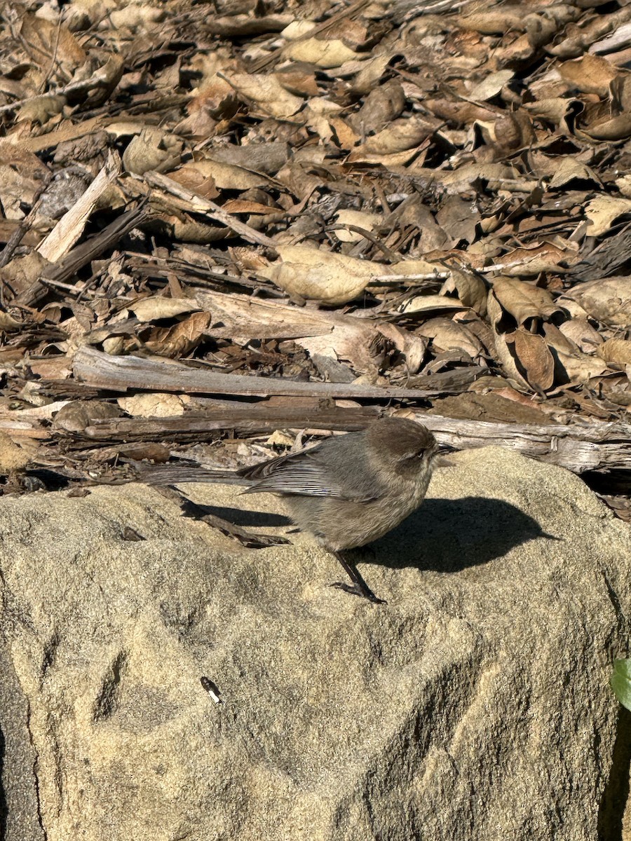 Çalı Uzunkuyruğu [minimus grubu] - ML648917576