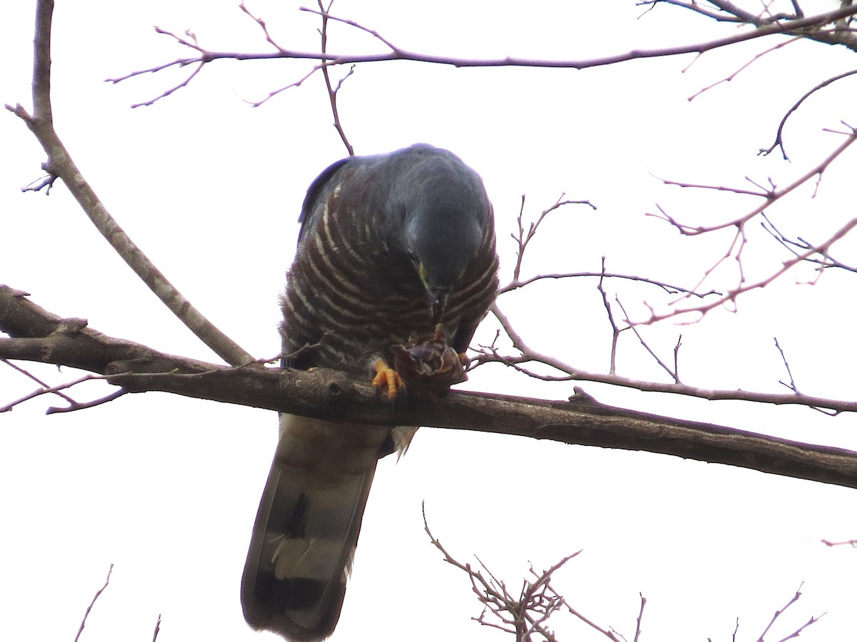 Hook-billed Kite - ML648917874