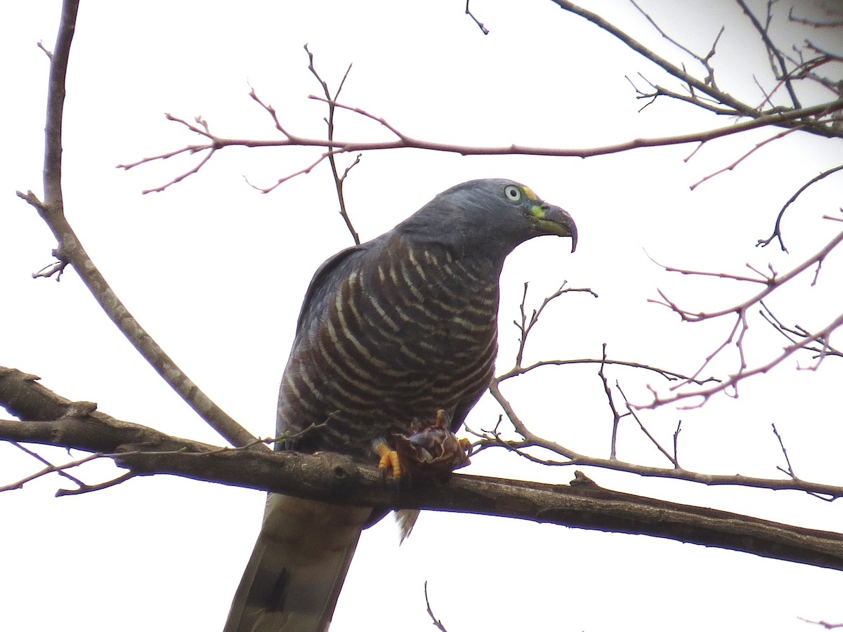 Hook-billed Kite - ML648917875