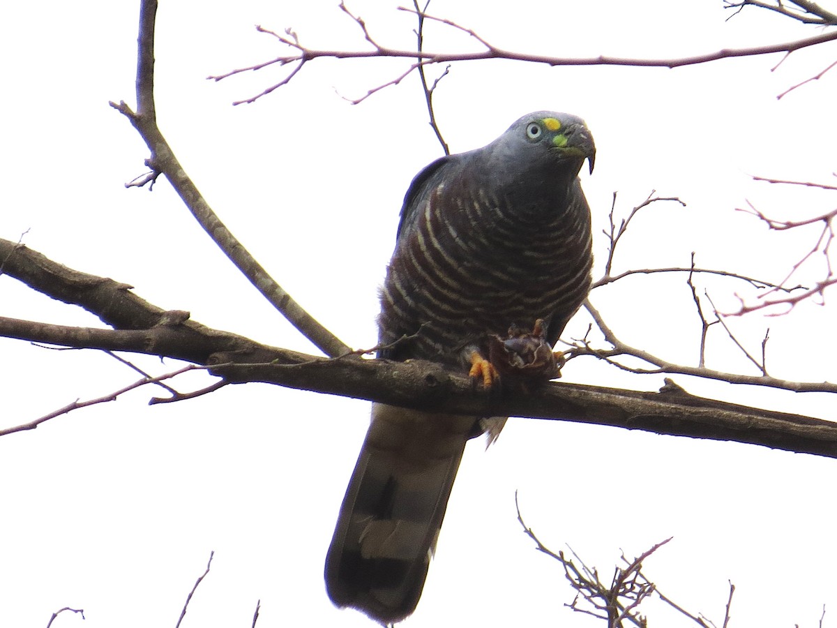 Hook-billed Kite - ML648917876