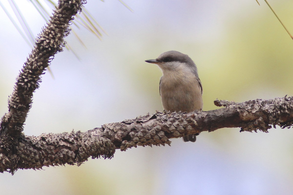 Boz Başlı Sıvacı - ML648917942