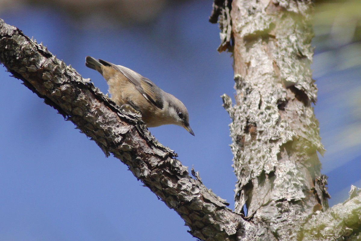 Boz Başlı Sıvacı - ML648917943