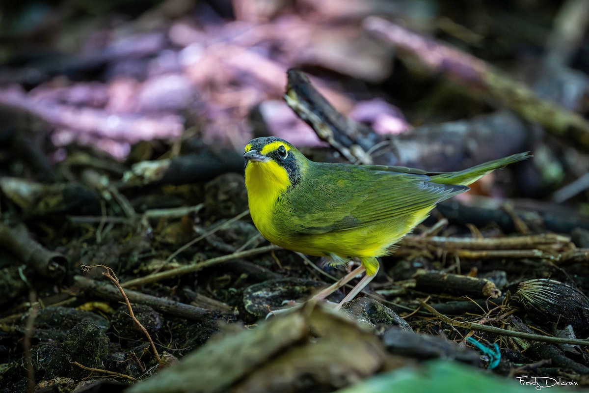 Kentucky Warbler - ML648918034