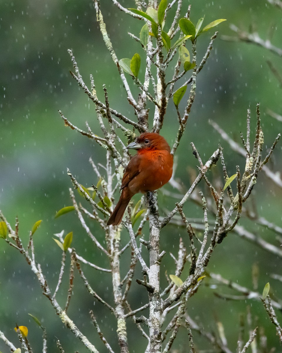 Hepatic Tanager - ML648918244