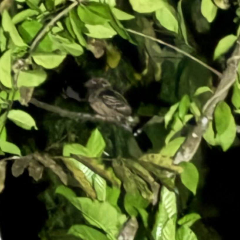 Fiery-necked Nightjar - ML648918263