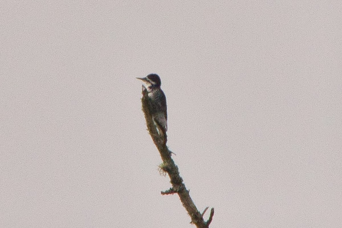 Black-backed Woodpecker - ML648918392